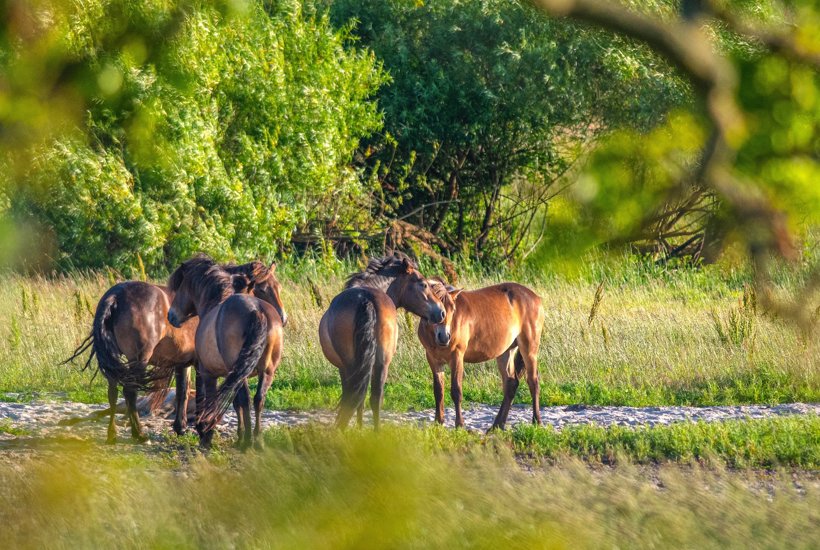 Danmarks Naturfond søger Skov- og Landskabsstuderende for 2025-26