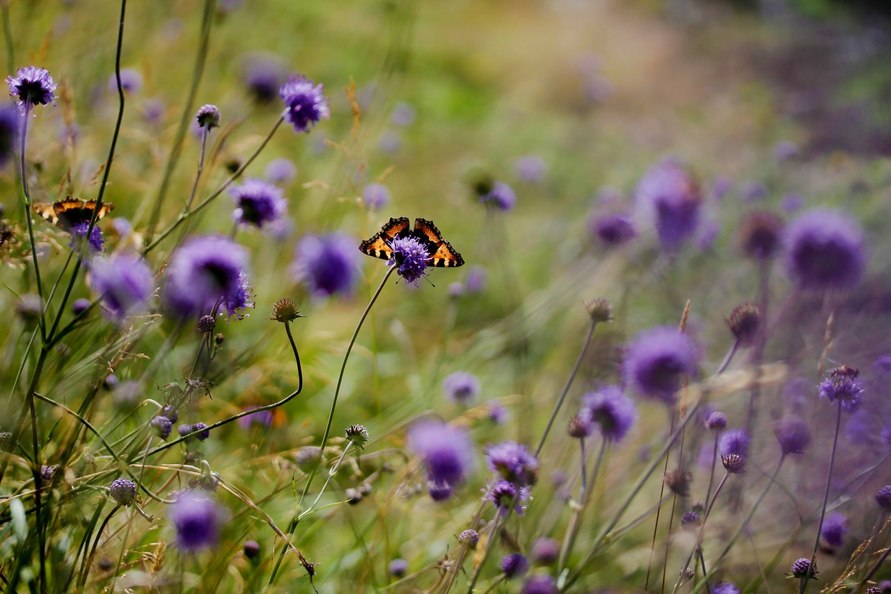 dnf_06507.jpg